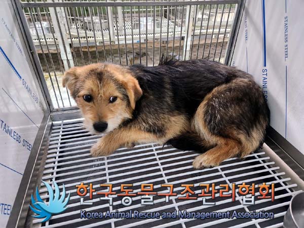 한국동물구조관리협회_441560202400176